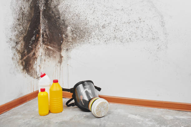 Professional Mold Removal in Ferris, TX