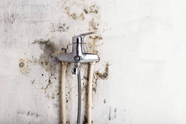 Trusted Ferris, TX Mold Removal Experts