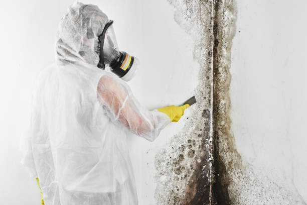 Best Best Mold Removal Companies  in Ferris, TX