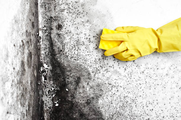 Best Certified Mold Removal  in Ferris, TX