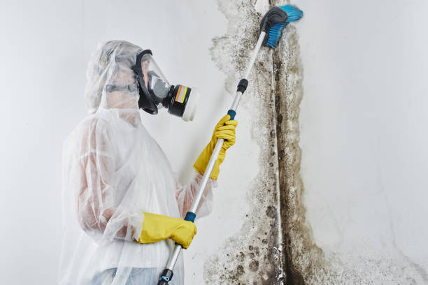 Best Crawl Space Mold Removal  in Ferris, TX