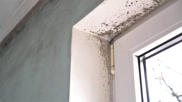 Best Emergency Mold Removal  in Ferris, TX