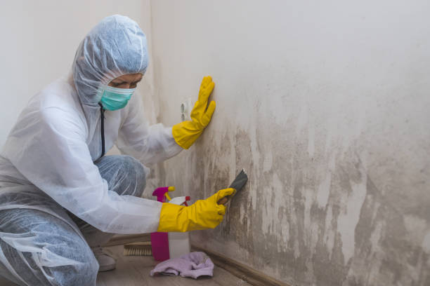 Best Best Mold Removal Companies  in Ferris, TX