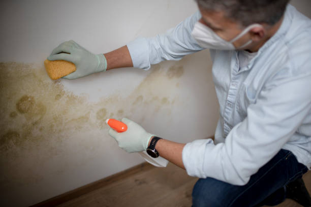 Best Best Mold Removal Companies  in Ferris, TX