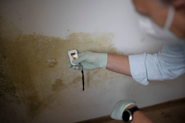Best Attic Mold Removal  in Ferris, TX