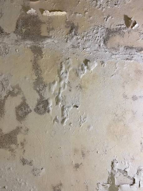 Best Home Mold Removal  in Ferris, TX