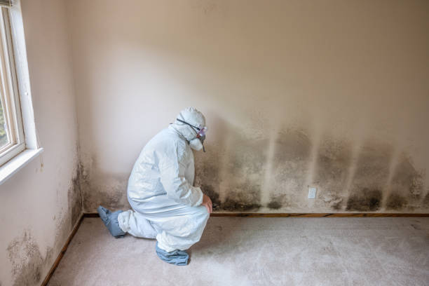 Best Fast Mold Removal  in Ferris, TX