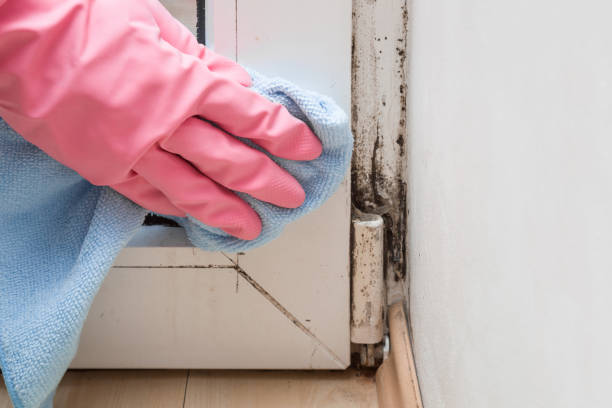 Best Mold Testing  in Ferris, TX