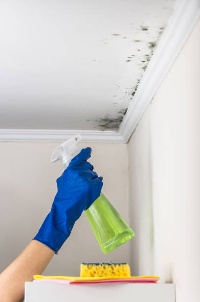 Best Mold Inspection  in Ferris, TX